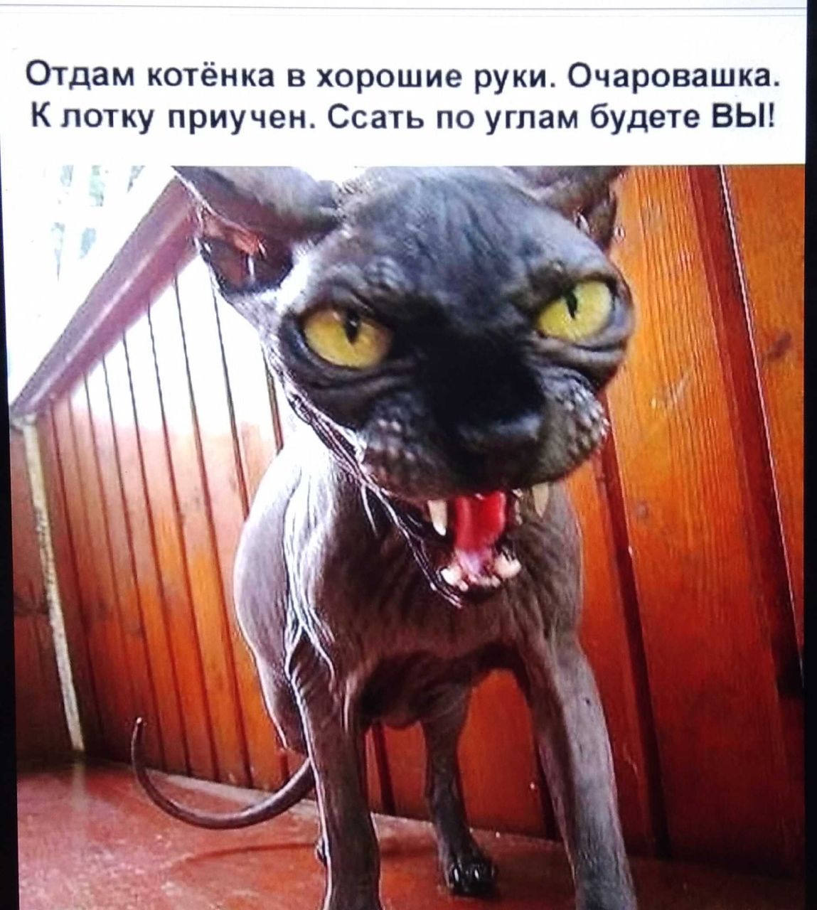 Отдам котёнка в хорошие руки. Очаровательша. К лотку Приучен. Ссать по углам будете ВЫ!