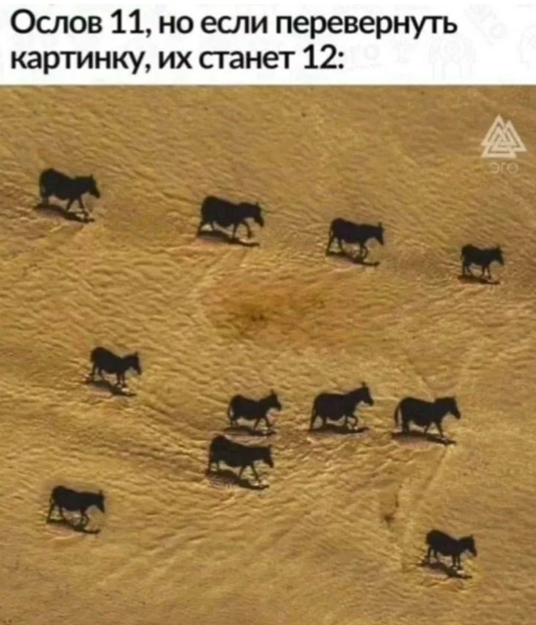 Осолов 11, но если перевернуть картинку, их станет 12: