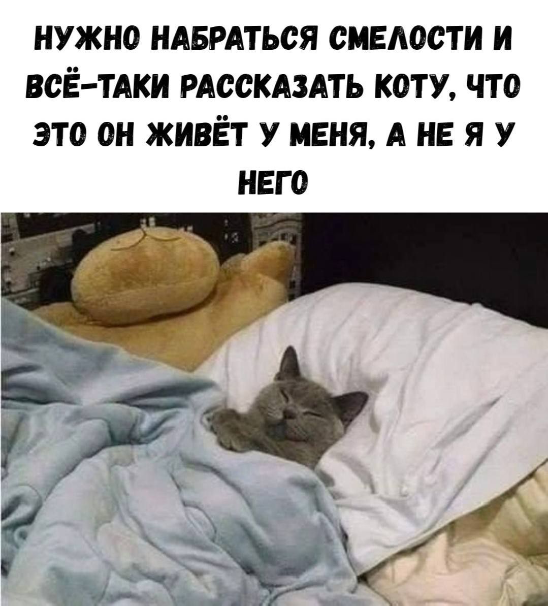 НУЖНО НАБРАТЬСЯ СМЕЛОСТИ И ВСЁ-ТАKИ РАССКАЗАТЬ КОТУ, ЧТО ЭТО ОН ЖИВЁТ У МЕНЯ, А НЕ Я У НЕГО