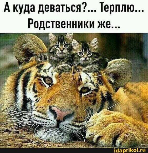 А куда деваться?.. Терплю... Родственники Же...