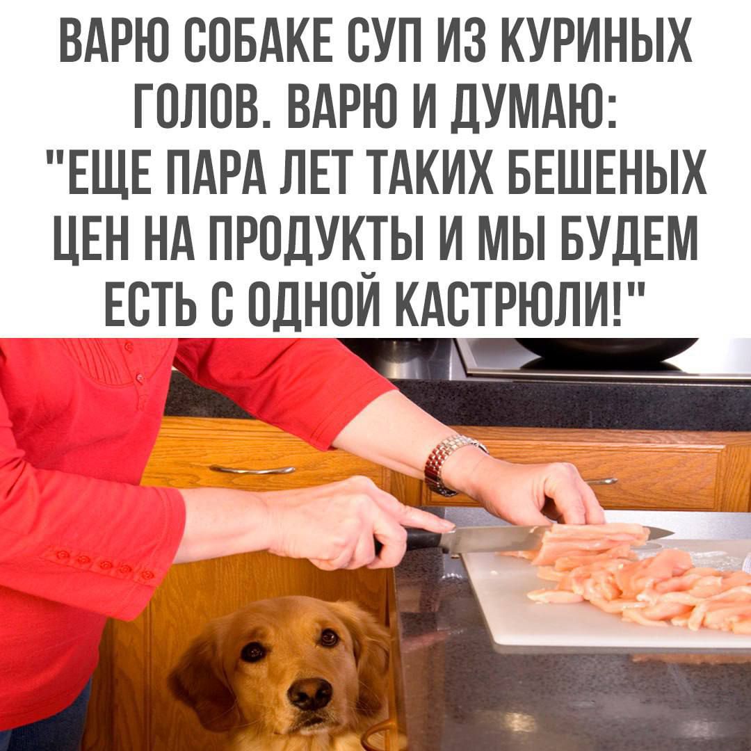 ВАРЮ СОБАКЕ СУП ИЗ КУРИНЫХ ГОЛОВ. ВАРЮ И ДУМАЮ: 