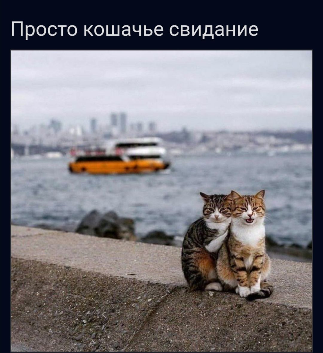 ПРОСТО кошачье свидание