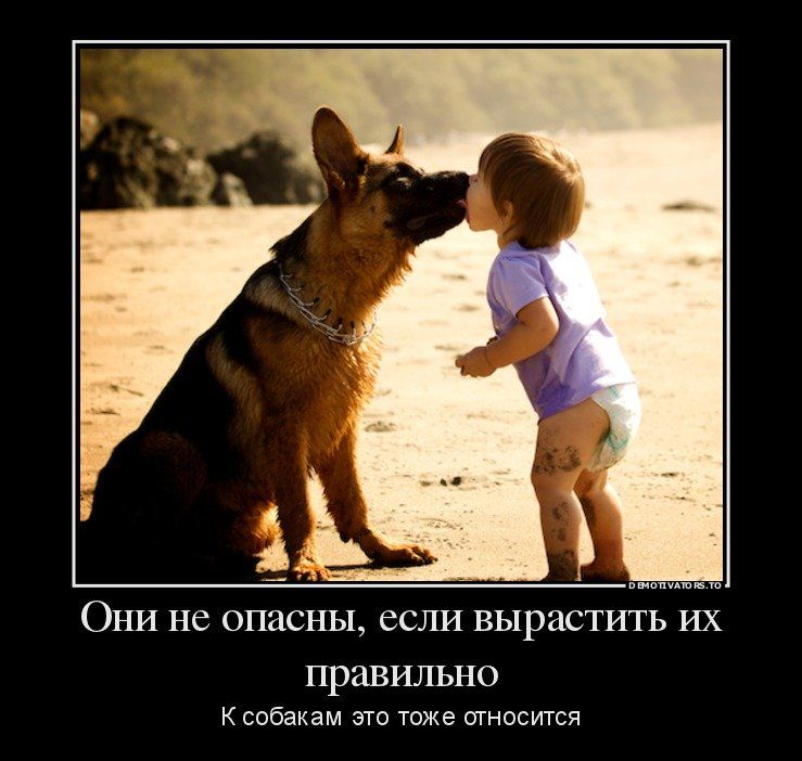 ОНИ не опасны если вырастить ИХ правильно собакам это тоже щносится