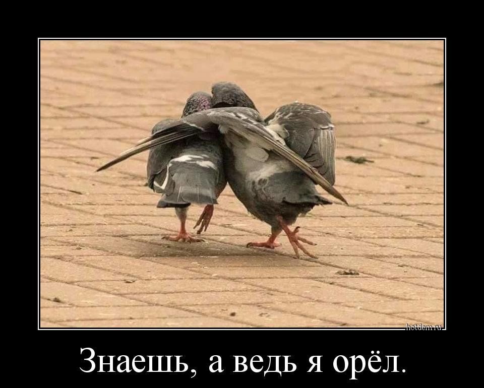 Знаешь ведь я орёл