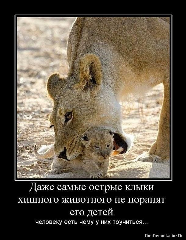 Даже самые острые КЛЫКИ ХИЩНОГО ЖИВОТНОГО не поранят его детей чеппвеку есть чему у них поучиться пп_