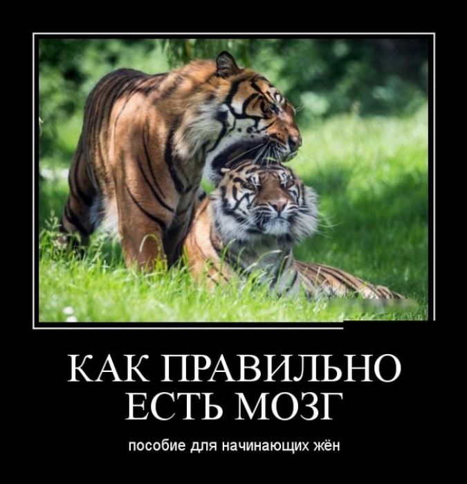 КАК ПРАВИЛЬНО ЕСТЬ МОЗГ пособие для нічимющих иен