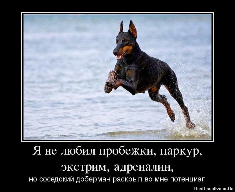 Я не любил пробежки паркур пкстрим адреналин на соседсиии доберман расирып во мне птенциап