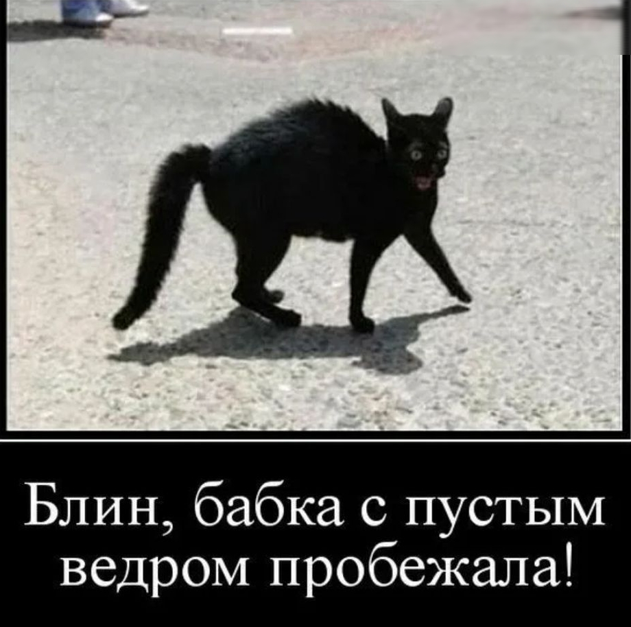 Что делать если кошка перебежала дорогу. Черный кот демотиватор. Черный кот прикол. Демотиваторы кошки. Черная кошка перебегает дорогу.