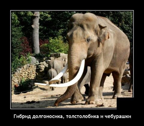 Гибрид долганосикд томтолобиид и чеиурашии