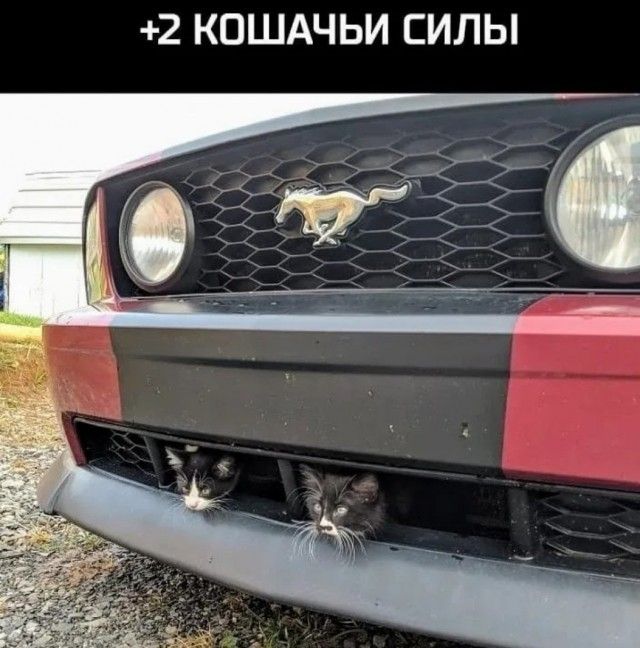 2 КОШАЧЬИ СИЛЫ