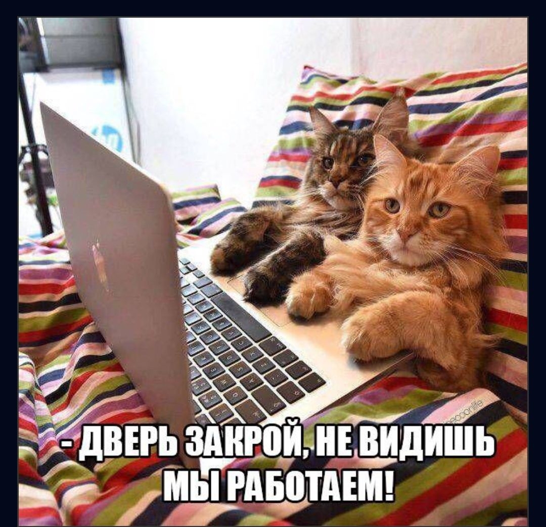 ЁедЪігь швов нЁШдт Э ньп мыши