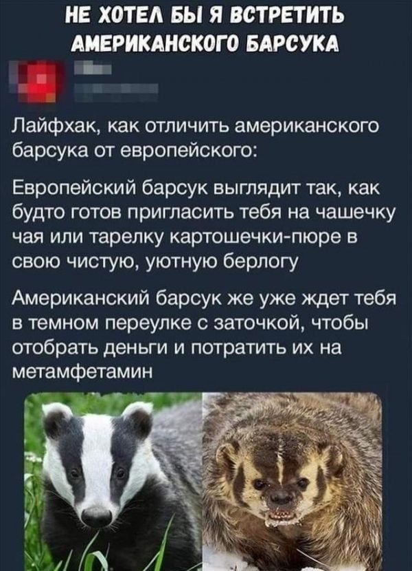 НЕ ХОТЕА БЫ Я ВОТРЕТИТЬ АМЕРИКАНСКОГО БАРСУКА Б Пайфхак как отличить американского барсука от европейского Европейский барсук выглядит так как будТО ГОТОВ ПРИГЛЕСИТЬ тебя на чашечку чая или тарелку картошечки пюре в свою чистую уютную берлогу Американский барсук же уже ждет тебя в темном переулке заточкой чтобы отобрать деньги и потратить их на метамфетамин