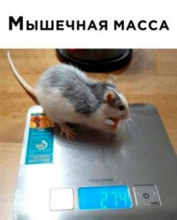 Мышечндя МАССА
