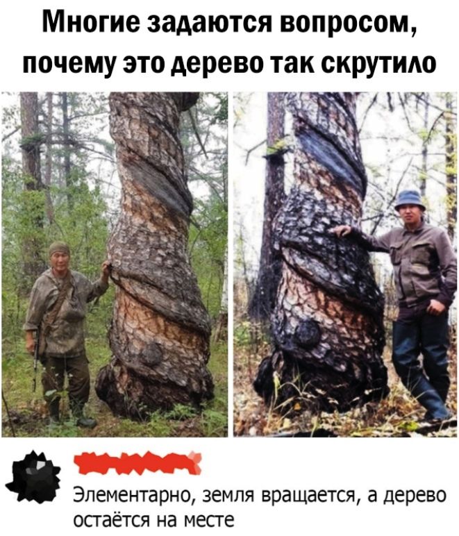 Многие задаются вопросом почему это дерево так скруттю Элементарно ЗЕМЛЯ вращается а дерево ОСГ аётся НЗ месг е