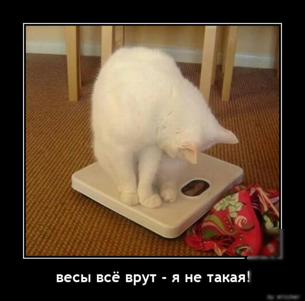 весы всё врут я не такая