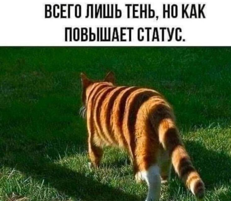 ВЕЕГП ЛИШЬ ТЕНЬ НП КАК ППВЫШАЕТ СТАТУС