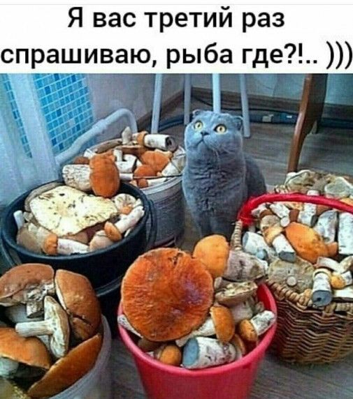 Я вас третий раз спрашиваю рыба где пд _ _і 1