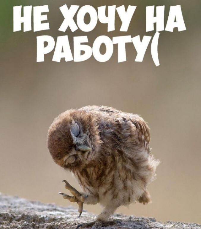 НЕ ХОЧУ А РАБОТУ
