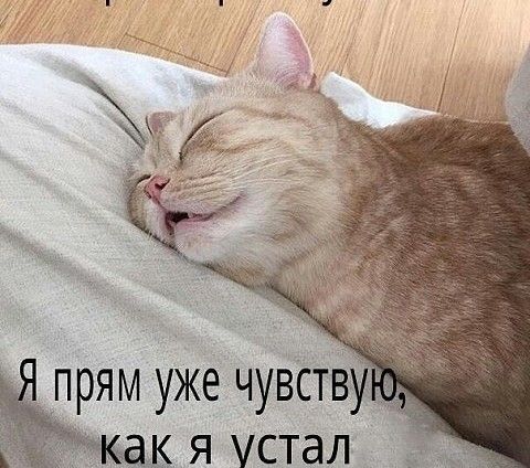 ЯП