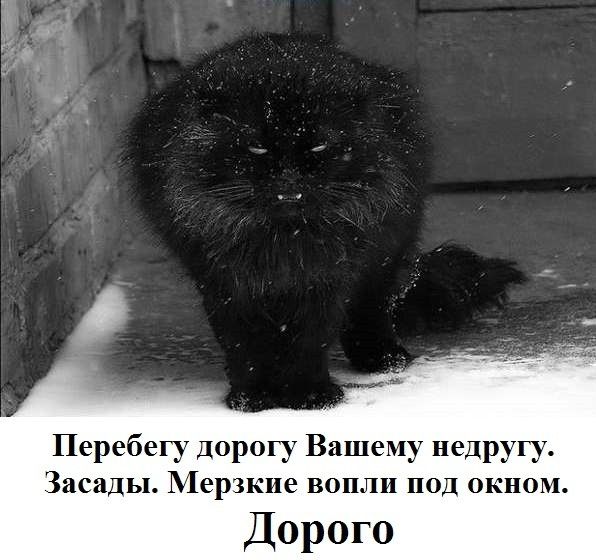 Перебегу дорогу Вашему недругу Заезды Мерзкие вопли под окном Дорого
