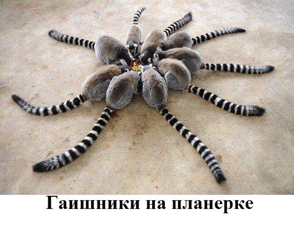 Гаишники на планерке