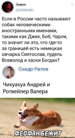 7 Если в России часто называют собак человеческими иностранными именами такими как Джек Боб Чарли то значит ли это что где то за границей есть немецкая овчарка Святослав пудель Всеволод и хаски Богдан О Ад р ьи г Чихуахуа Андрей и Ротвейлер Валера