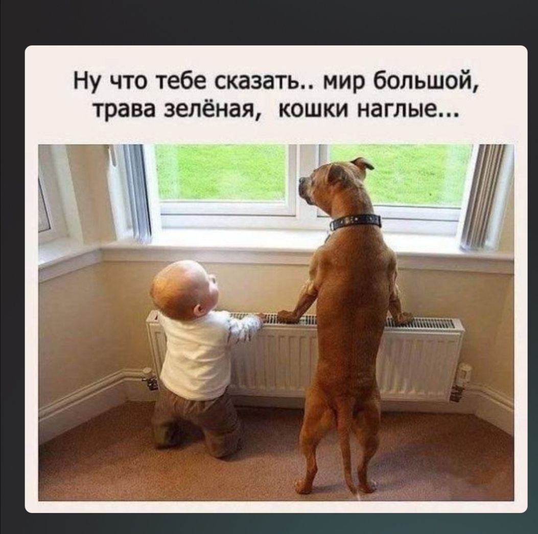 Ну что тебе сказать мир большой трава зелёная кошки наглые