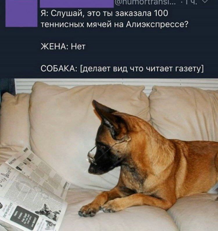 и я Слушай это ты заказала 100 теннисных мячей на Ализкспрессе ЖЕНА НЕТ совдкд делает вид что читает газету