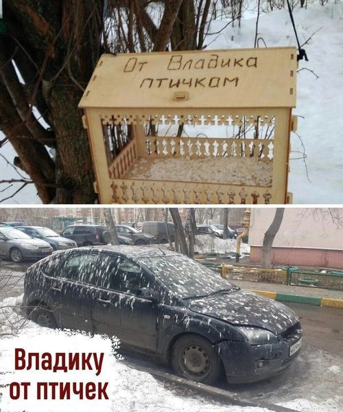 Впадику от птичек