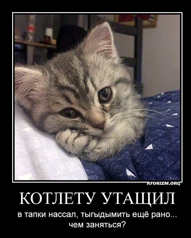 КОТЛЕТУ УТАЩ в тапки насовп тыгыдымить ещё рано чем заняться