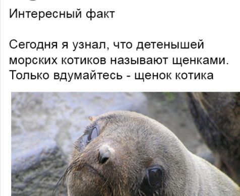 Интересный факт Сегодня я узнал что детенышей МОРСКИХ КОТИКОЕ НЭЗЫБЭЮТ щенками Только вдумайтесь щенок котика