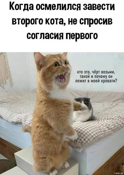 Когда осмелился завести второго кота не спросив согласия первого щ чірг ппцьии икон и ппуеиу он лежит и кровати