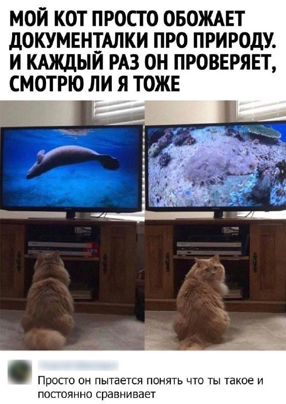 МОЙ КОТ ПРОСТО ОБОЖАЕТ дОКУМЕНТАЛКИ ПРО ПРИРОДУ И КАЖДЫИ РАЗ ОН ПРОВЕРЯЕТ СМОТРЮ ЛИ Я ТОЖЕ Просто он пытается понять что ты такое и постоянно сравнивает