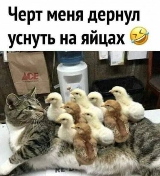 Черт меня дернул уснуть на яйцах