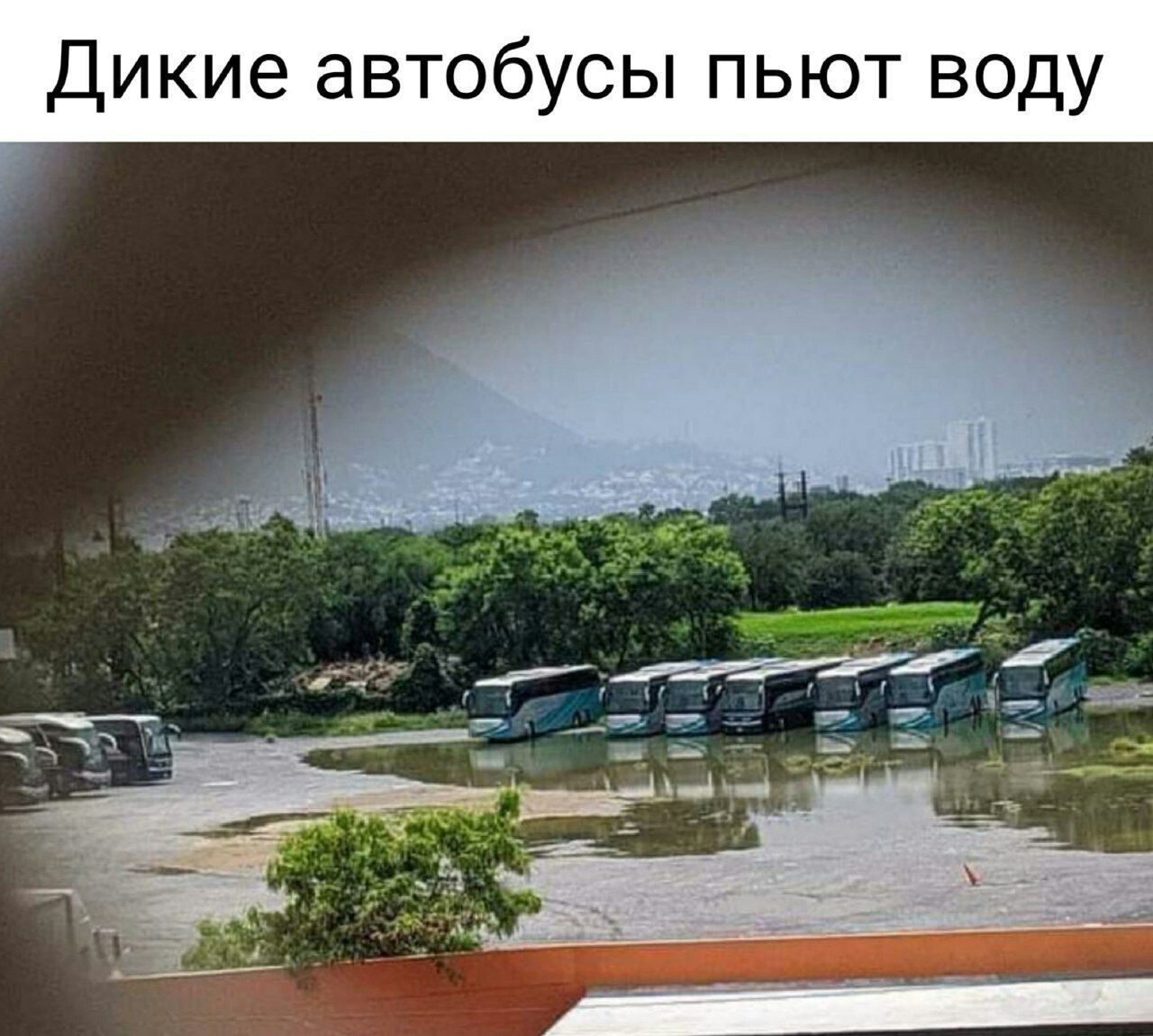 Дикие автобусы пьют воду