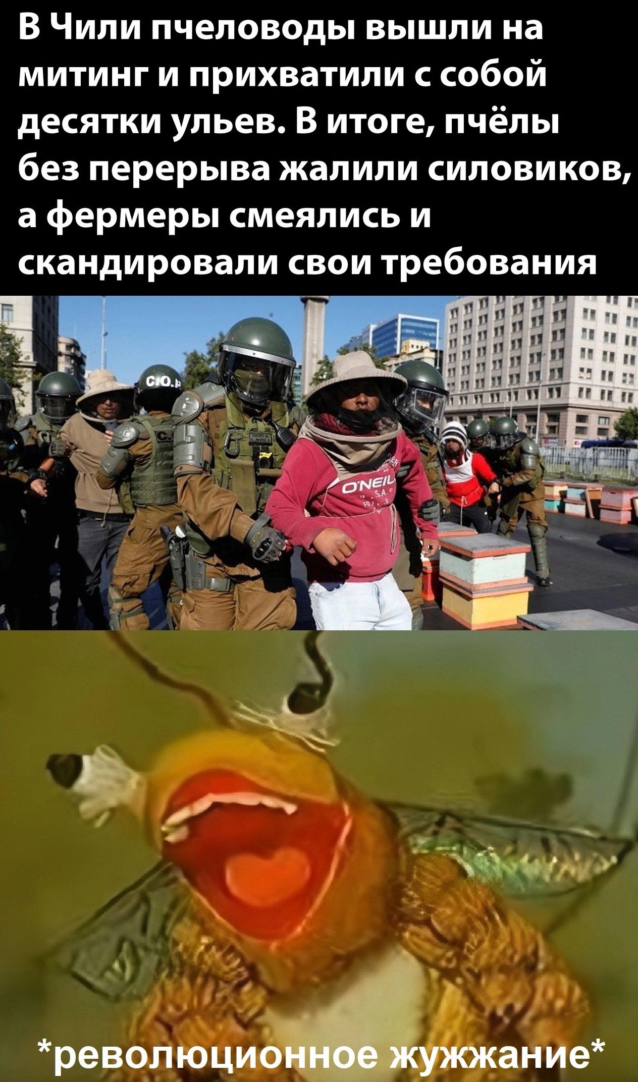В Чили пчеловоды вышли на митинг и прихватили собой десятки ульев В итоге пчёлы без перерыва жалили силовиков а фермеры смеялись и скандировали свои требования _ _ ревопюциот жужжание