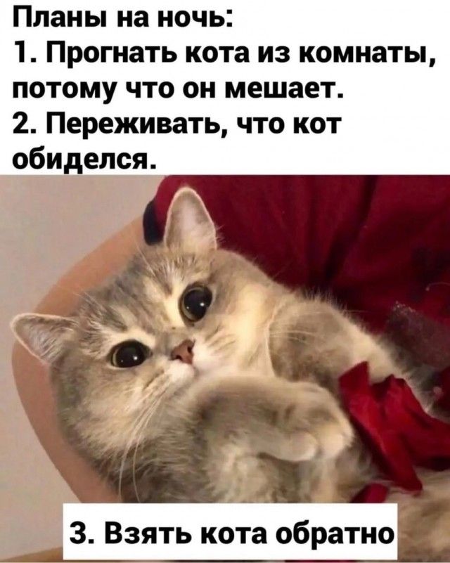 Планы на ночь 1 Прогнать кота из комнаты потому что он мешает 2 Переживать что кот обиделся Ъ _ 5 А3 г 3 Взять кота обратно