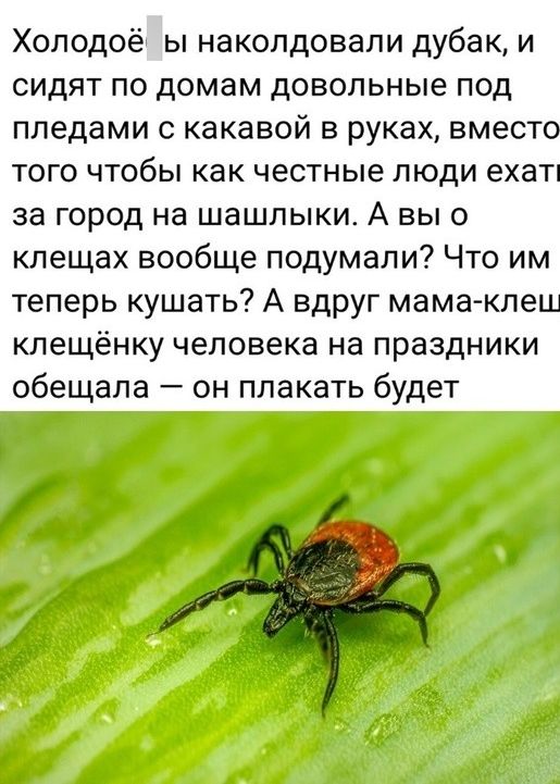 Хоподоё ы наколдовали дубак и сидят по домам довольные под пледами с какавой в руках вместо того чтобы как честные люди ехап за город на шашлыки А вы о клещах вообще подумали Что им теперь кушать А вдруг мама клещ клещёнку человека на праздники обещала он плакать будет