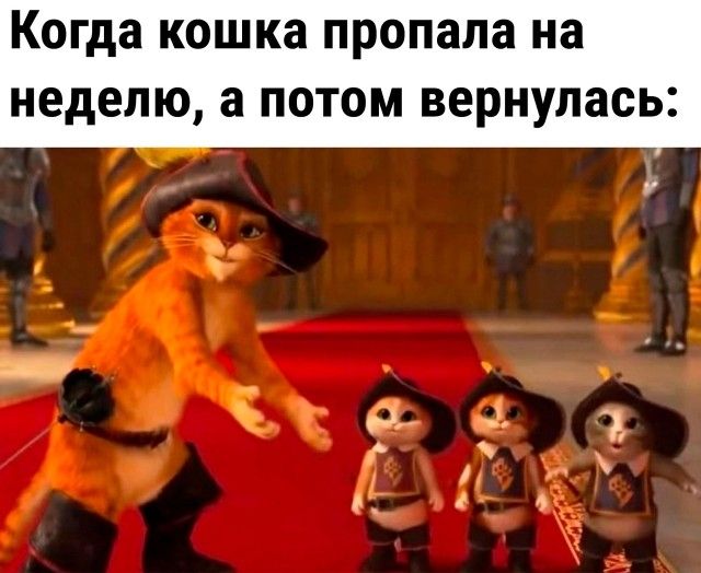 Когда кошка пропала на неделю а ПОТОМ вернулась