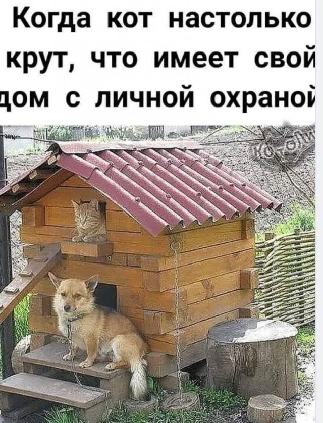 Когда кот настолько крут что имеет свой лом с личной охраной