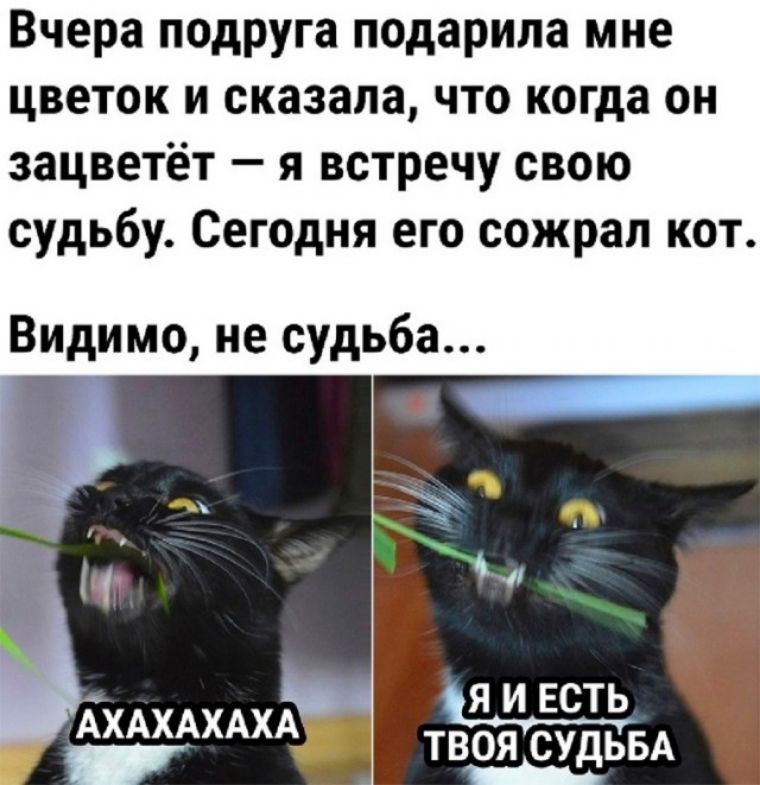 Вчера подруга подарила мне цветок и сказала что когда он зацветёт я встречу свою судьбу Сегодня его сожрал кот Видимо не судьба чё АХАХАХАХА твжёгдгы _