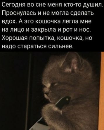 СЕГОДНЯ во сне меня КТО ТО ДУШИП Проснулась И не МОГЛЗ сделать ВДОХ А ЭТО КОШОЧКЗ ПЕГПЗ мне на ЛИЦО И закрыла И РОТ И НОС Хорошая ПОПЫТКЗ КОШОЧКЗ НО надо стараться сильнее