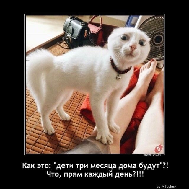Как это де1и три месяца дома будут Что прям каждый день