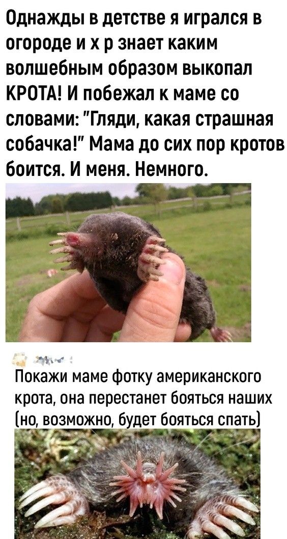 Однажды в детстве я игрался в огороде и х р знает каким волшебным образом выкопал КРОТА И побежал к маме со словами Гляди какая страшная собачка Мама до сих пор кротов боится И меня Немного _ Покажи маме фотку американского крота она перестанет бояться наших но возможно будет бояться спать 51 ч У 5