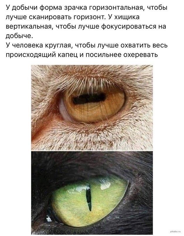У добычи форма зрачка горизонтальная чтобы лучше сканировать горизонт У хищика вертикальная чтобы лучше Фокусироваться на добыче у человека круглая чтобы лучше охватить весь происходящий капец и посильнее охеревать
