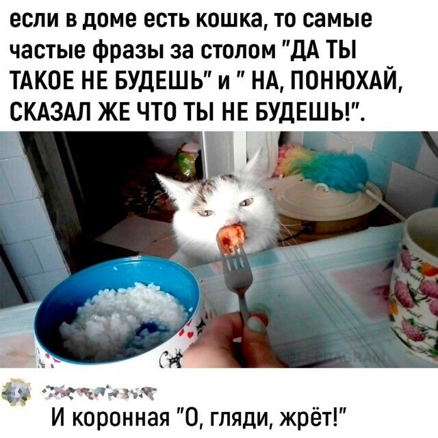 если В доме ЕСТЬ кошка ТО СЗМЫЕ частые фразы за столом дА ТЫ ТАКОЕ НЕ БУДЕШЬ и НА ПОНЮХАЙ СКАЗАЛ ЖЕ ЧТО ТЫ НЕ БУДЕШЬ тт ы г И коронная 0 гляди жрёт