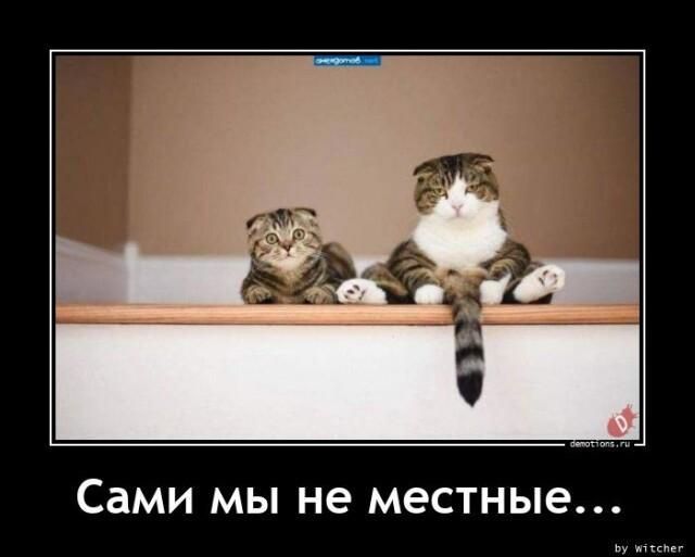 Сами МЫ не местные