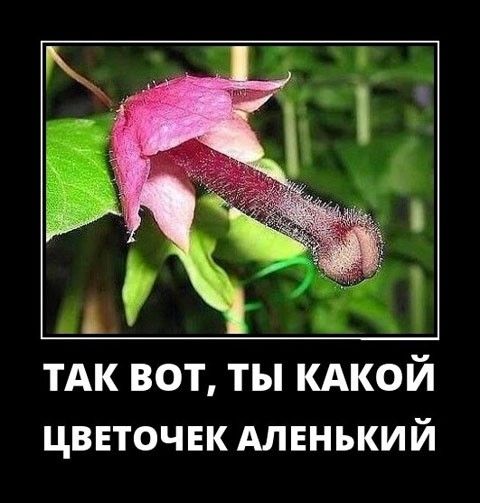 _ ТАК вот ты кдкой ЦВЕТОЧЕК АЛЕНЪКИЙ