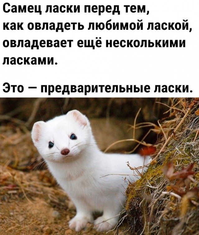 Самец ласки перед тем как овладеть любимой лаской овладевает ещё несколькими ласками Это предварительные ласки