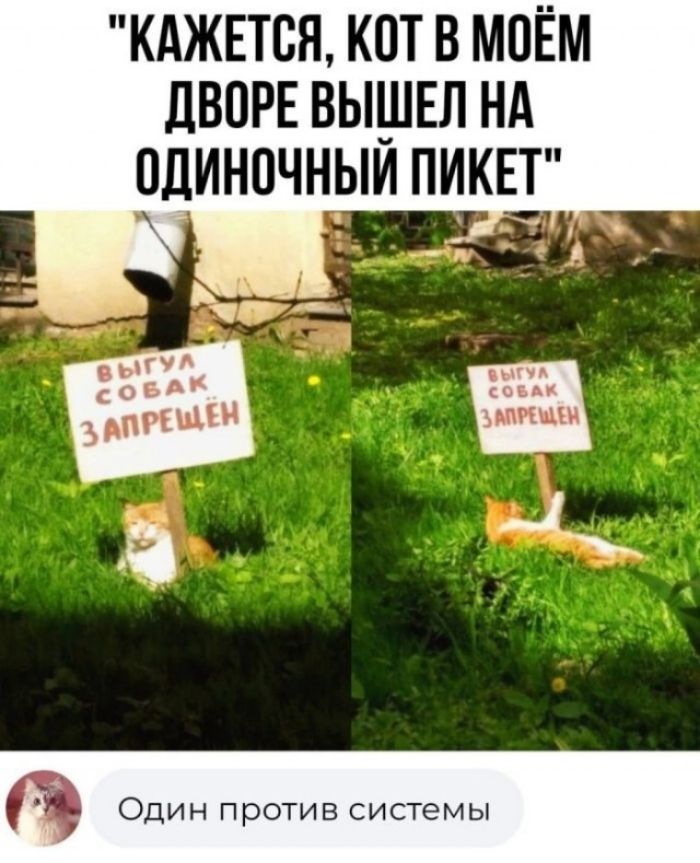 КАЖЕТСЯ КОТ В МОЁМ дВПРЕ ВЫШЕЛ НА ЩИНОЧНЫЙ ПИКЕТ